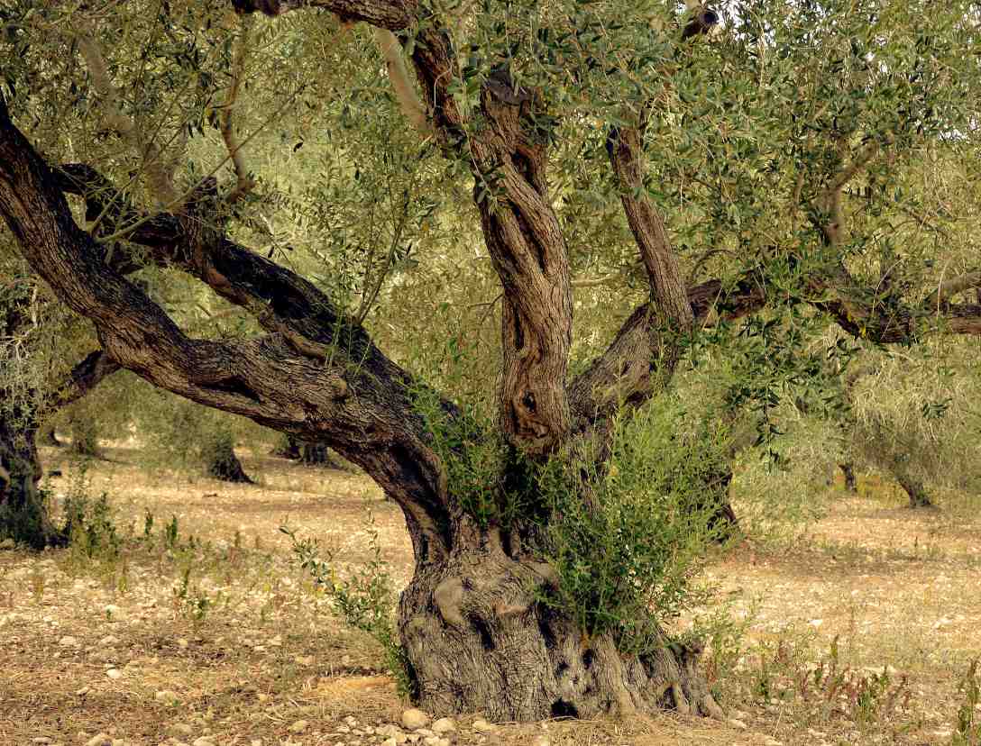 drzewo oliwne